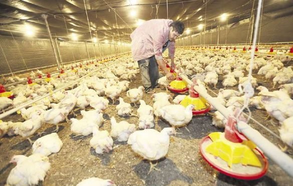 Dejarán de producir 12 millones de pollos para mejorar el precio