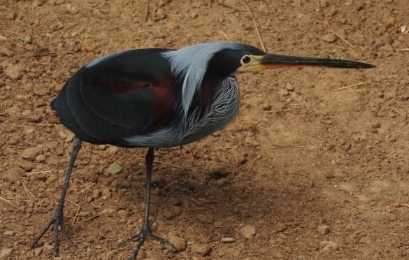Una garza que impactó contra un edificio del centro paceño fue curada y reinsertada en Los Yungas
