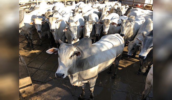 Ganaderos bolivianos logran un 36 por ciento más de rendimiento en la producción de carne con mayor calidad