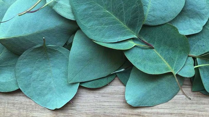 ¿Para qué sirve el eucalipto? Beneficios y propiedades de esta planta