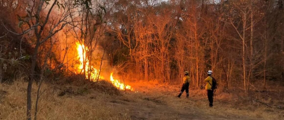 900 mil hectáreas se quemaron en incendios forestales en Santa Cruz, dice la Gobernación
