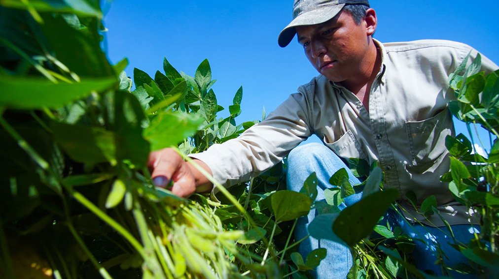 En 10 años, la soya generó más de $us 12.000 millones en exportaciones y aportó a la seguridad alimentaria del país